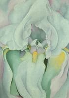 Light iris