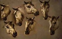 Studies of a Horses' Head