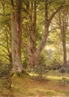 Beech Trees
