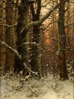 Winter Forest
