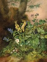 Woodland Flowers