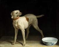 A Dog