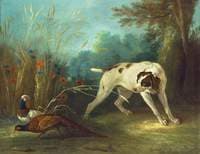Dog Pointing Pheasants