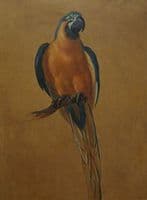 Study of a Parrot