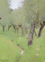Willows