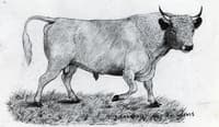 The Bull