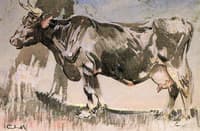 The Old Cow