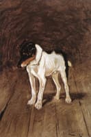 The Fox Terrier