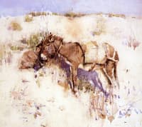 Donkey, Tangier