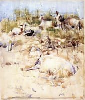Goats on a Hillside - Tangier