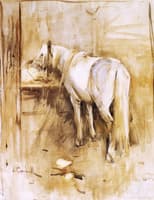Barb Horse in Stable