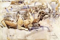 Camels
