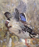 A Mallard Rising