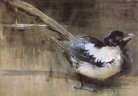 The Magpie