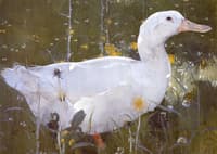 The White Drake