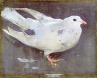The Pigeon
