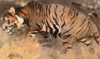 The Tiger
