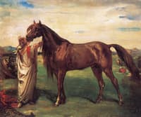 Hadji, Arab Stalion from Constantine Provence