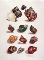 Coquillage