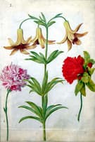Flowers etude