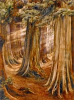 Wood Interior