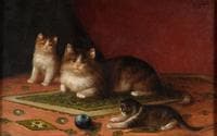 A Cat Family