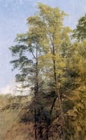Tree Study, Catskill Clove