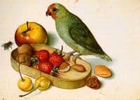Still-life with Pygmy Parrot