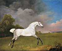A Grey Horse Galloping in a Field