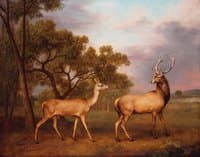 A Red Deer, a Buck and a Doe