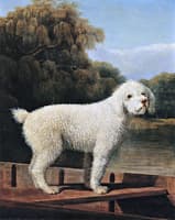 White Poodle in a Punt