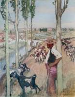 A Goatherd, Gulur