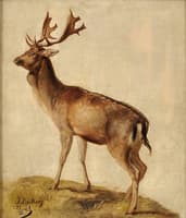 Deer