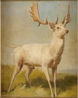 Deer