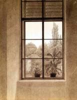 Window Looking over the Park