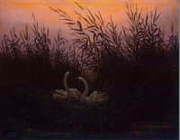 Swans in the Reeds