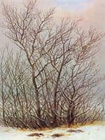 Trees under the Snow