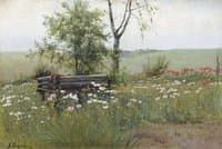 Poppies