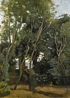 Morning under the Trees