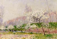 Apple Trees in Bloom