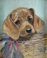 Dachshund puppy