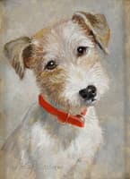 Terrier puppy