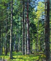 Pines and Fir Trees