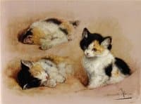 Studies of Kittens