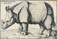 Rhinoceros