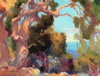 Old Eucalyptus