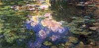 Water Lilies