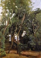 Morning under the Trees