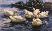Six Ducks