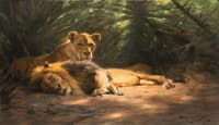 The Lion's Den